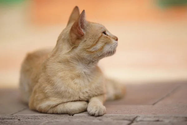 Niedlichen Ingwer Katzenruhe im Freien, Entspannung Haustiere. — Stockfoto