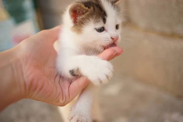 Schattige witte kleine kitten in vrouwelijke hand likken vingers, close-up portret — Stockfoto