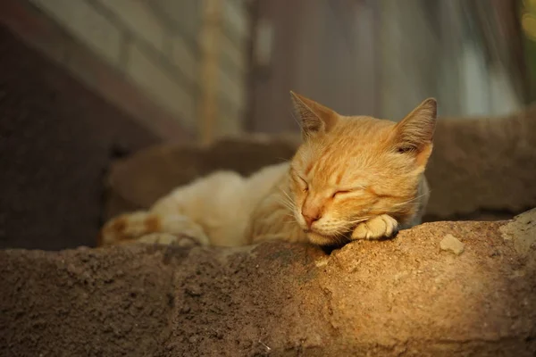 Avluda merdivenlerde yatan sevimli kırmızı kedi, yüzünde ışık sıcak ışın — Stok fotoğraf