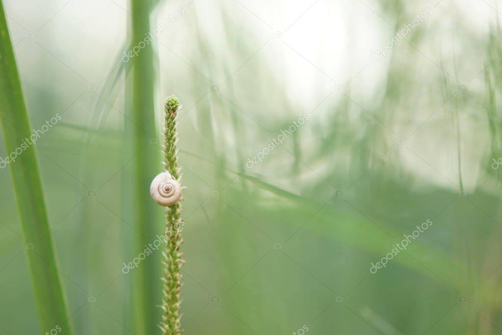 white snail shell sitting on green grass, closeup, soft selective focus.
