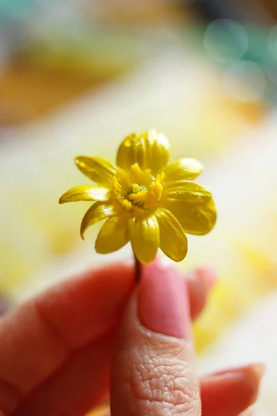 Pequeña flor amarilla con gotas en los pétalos en los dedos femeninos, macro foto, enfoque selectivo . — Foto de Stock