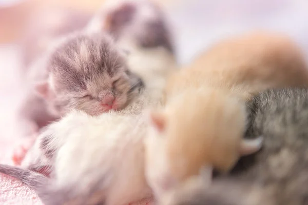 small newborn kittens sleeping in hugs, baby animals sleep, fifth day of life, closeup