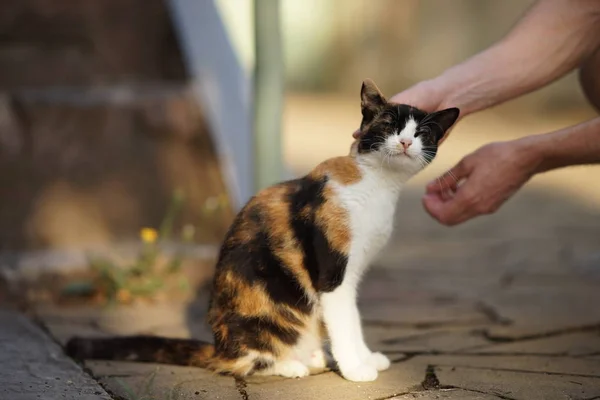 Erkek eli, güneşli bir bahçede bir kedinin kafasını okşuyor.