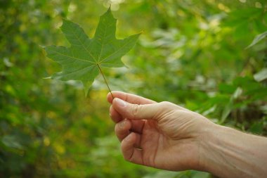 ormanda erkek elinde yeşil akçaağaç yaprağı.