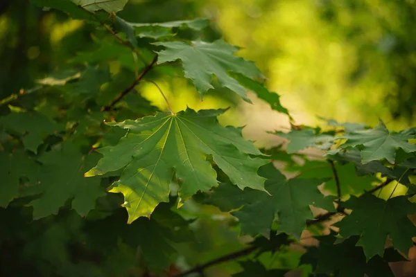 Зелене кленове листя на гілках у лісі . — стокове фото