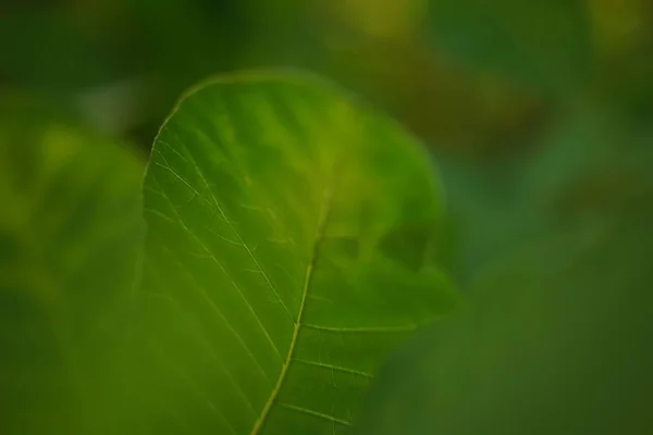 Hojas verdes frescas, macro foto, enfoque selectivo suave — Foto de Stock