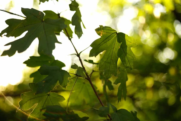 Feuilles d'érable vertes sur la branche dans la forêt ensoleillée . — Photo