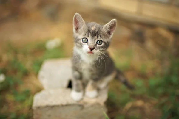 Piccolo gattino grigio chiaro con macchie bianche, ritratto estate all'aperto . — Foto Stock