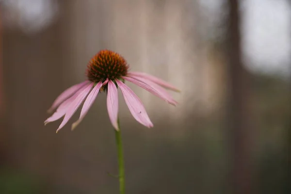 Kwiat Echinacea rośnie w ogrodzie z bliska — Zdjęcie stockowe