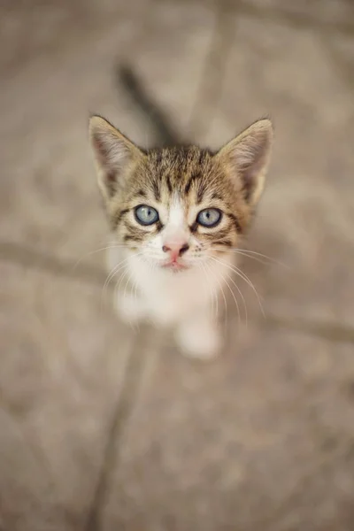 Chaton tabby gris-blanc assis dans la cour sur un sol en pierre — Photo