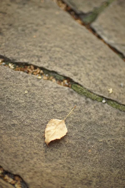 Foglia secca di betulla marrone sul pavimento di pietra selvatica all'aperto . — Foto Stock