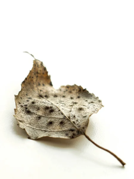 Suchy liść brzozy na białym stole, selektywna ostrość, makro zdjęcie. — Zdjęcie stockowe