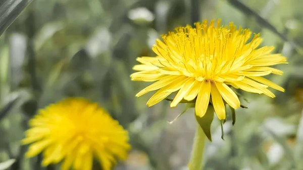 春の庭で成長している 1 つの黄色いタンポポ — ストック写真
