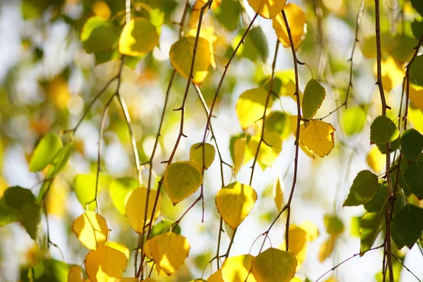 Березове листя на гілках в осінньому саду в сонячний день, вибірковий фокус, природний фон . — стокове фото