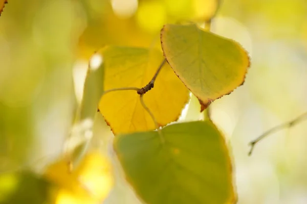 炎黄浅绿的白杨树叶子在阳光明媚的秋天花园的树枝上，宏观照片. — 图库照片