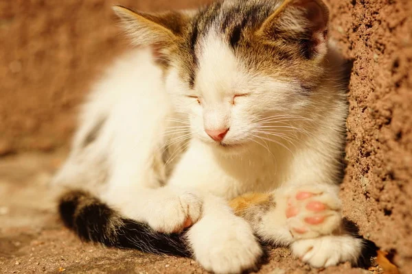 Witte kitten slapen op steen zonnige trappen buiten het huis — Stockfoto