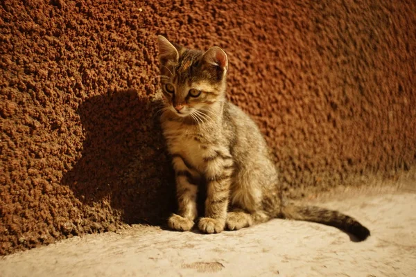 Gestreepte kitten zittend op een stenen vloer op een zonnige dag, zonlicht en schaduw, weinig Cyperse kat portret buitenshuis. — Stockfoto