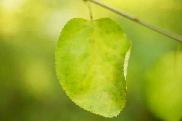 Зелений лист на гілці дерева, макро фото, м'який вибірковий фокус — стокове фото