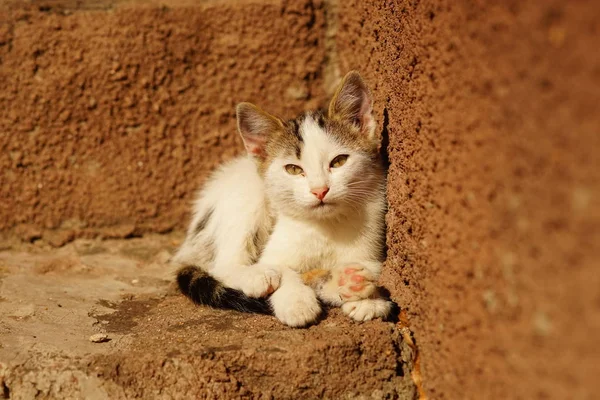 Dorminhoco gatinho branco encontra-se em pedra ensolarado passos fora da casa — Fotografia de Stock