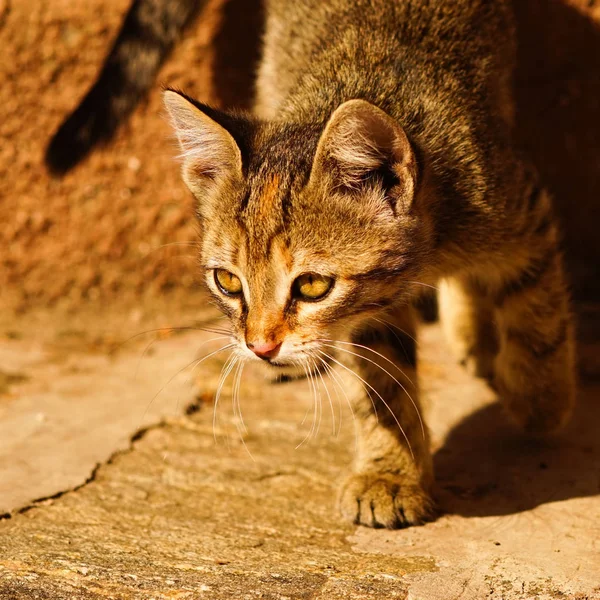 tabby kitten walks on the stone floor on a sunny day outdoor, portrait of a cat hunter