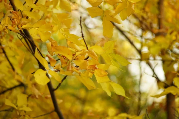 Δέντρα με κίτρινα φύλλωμα στο φθινόπωρο δάσος — Φωτογραφία Αρχείου