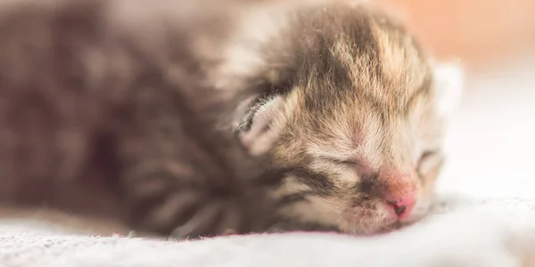 Cute tabby newborn kitten sleeping, baby animal sleep closeup