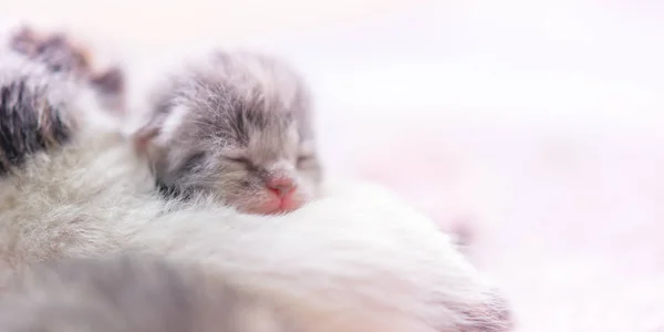 Cute newborn kitten sleeping, baby animal sleep, closeup face portrait with copy space.