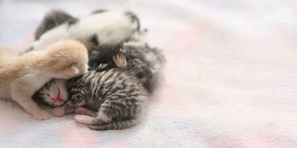 five newborn kittens sleep in hugs, copy space.