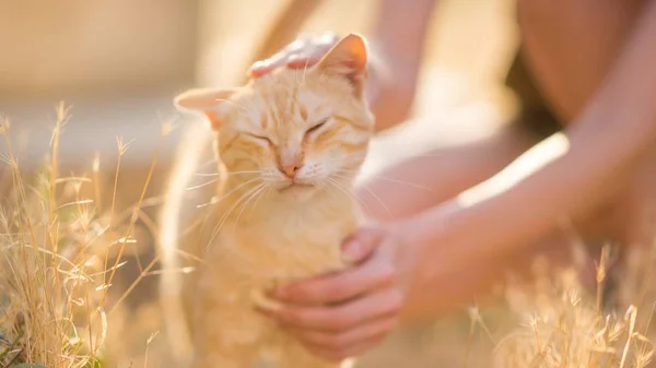 Женская рука гладит кошку по голове в летнем солнечном саду — стоковое фото