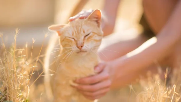 Mão feminina acariciando um gato na cabeça em um jardim ensolarado verão — Fotografia de Stock