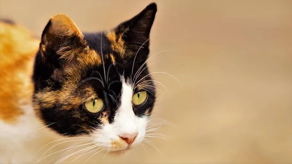 Tricolor cat closeup head portrait. Maneki neko kitty. — Stock Photo, Image