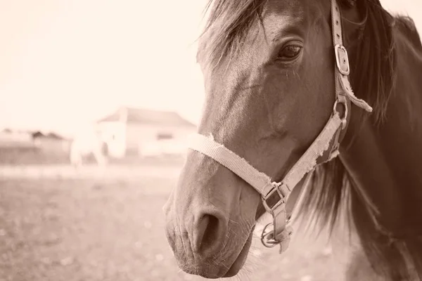 Portræt af en brun hest udendørs, close-up ansigt, sepia foto - Stock-foto