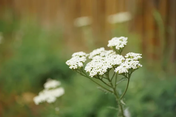 Yarrow con flores blancas crecen en el jardín. — Foto de Stock