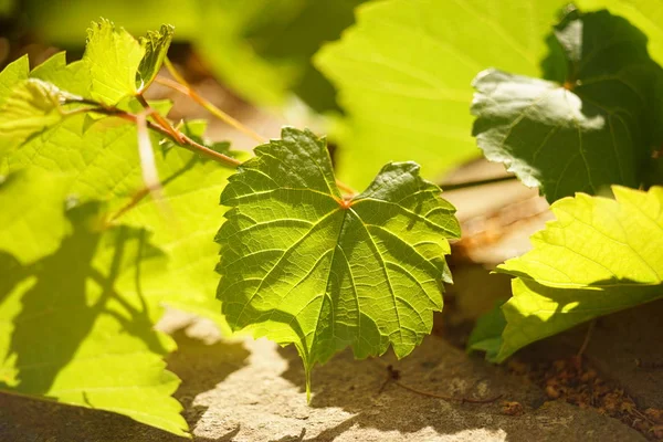 Folhas de uva jovens em um jardim ensolarado closeup . — Fotografia de Stock
