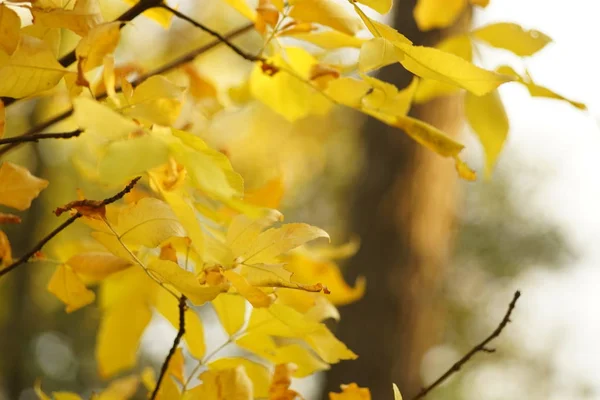 Дерево з жовтим листям в осінньому лісі — стокове фото