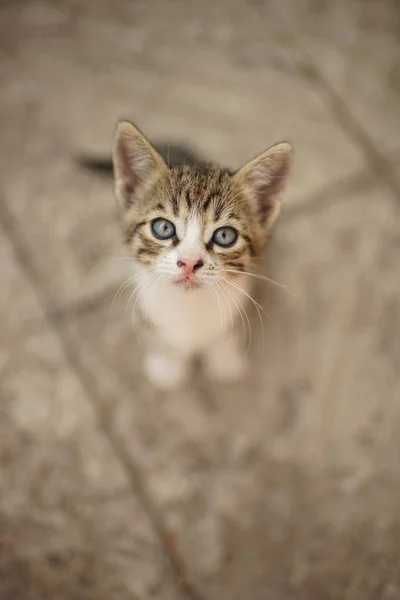 Grau-weiß gestromtes Kätzchen sitzt im Hof auf einem Steinboden, Porträt einer niedlichen kleinen Katze. — Stockfoto