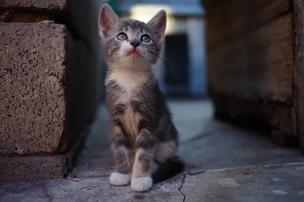 Pale grey tricolor kitten sitting in the on the stone floor outdoor — Stock Photo, Image