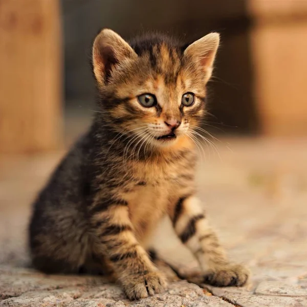 Bir yaz bahçesinde taş zemin üzerinde oturan tabby kedi yavrusu. — Stok fotoğraf