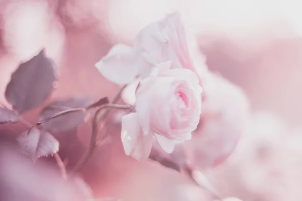 정원에서 성장 하는 옅은 분홍색 장미 꽃 꽃. — 스톡 사진