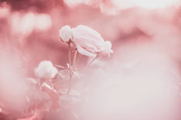 분홍색 파스텔 배경에 연한 장미꽃이 피는 모습 — 스톡 사진