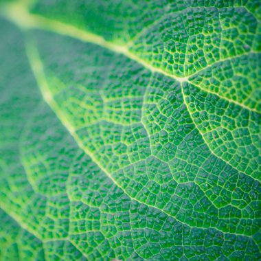 yeşil dulavrat yaprağı kapağı, arka plan için makro fotoğraf.