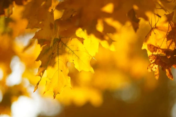 Жовте листя на дереві. Золоте кленове листя на розмитому тлі. Сонячне листя в осінньому парку. Копіювати простір . — стокове фото