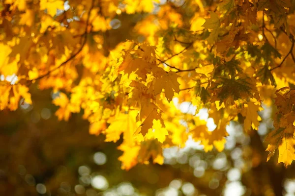 Жовте листя на дереві. Золоте кленове листя на розмитому тлі. Сонячне листя в осінньому парку. Розмиті — стокове фото