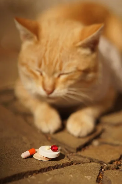 Hayvanlar için hap ve vitamin. Bulanık bir arka planda hasta bir kedi. Hayvan bakımı ve bakımı.
