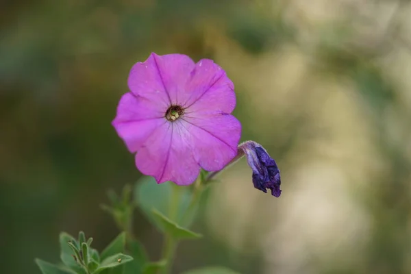 Flores púrpuras petunia crece en el jardín. Vida y muerte —  Fotos de Stock