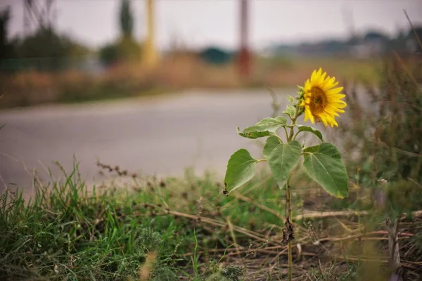 Tournesol jaune pousse par la route. Flou — Photo