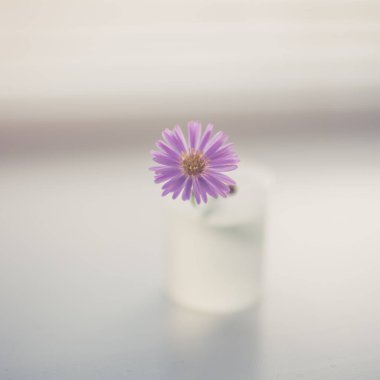 Hafif bulanık bir masada küçük bir vazoda mor çiçek kasımpatısı..