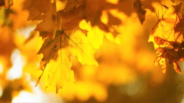 Золоте кленове листя на дереві, розмите природне тло. Сонячне листя в осінньому парку . — стокове фото