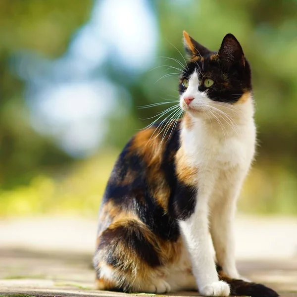Tricolor kitty encontra-se no chão de pedra no jardim de outono, animais domésticos relaxar ao ar livre, maneki neko gato — Fotografia de Stock