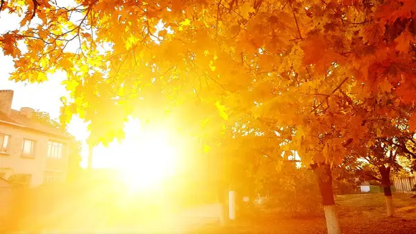 Sonne und orangefarbene Blätter an Bäumen. goldene Ahornblätter auf sonnigem, verschwommenem Hintergrund. sonniges Laub im Herbstpark. — Stockfoto